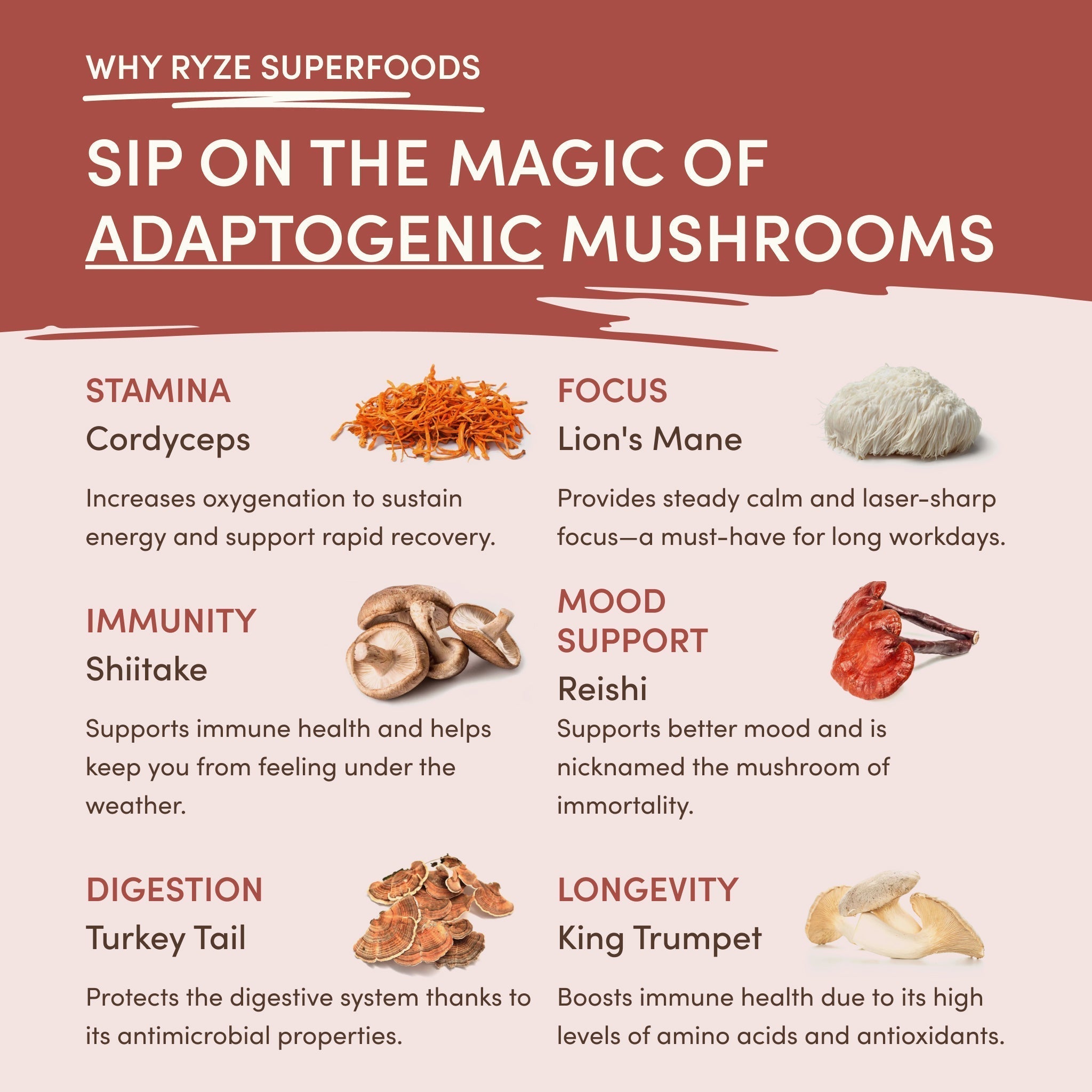 Mushroom Chicory (30 Servings) K1